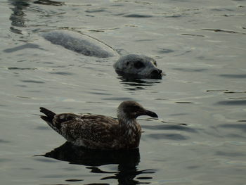 Birds in calm lake