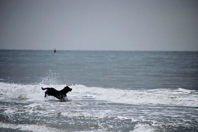 Dog in a sea