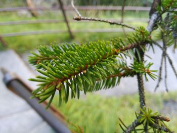 Close-up of fern leaves on tree