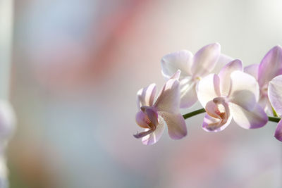 Close-up of flowers against blurred background