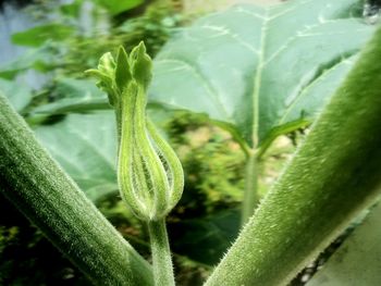 Close-up of plant against blurred background