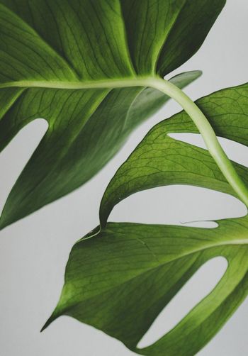 Close-up of fresh green plant