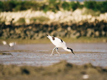 Bird perching on a land