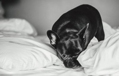 Cute dog in bed