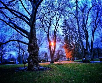 Bare trees on grassy field