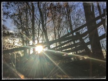 Sun shining through trees