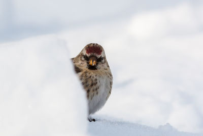 Close-up of bird on snow