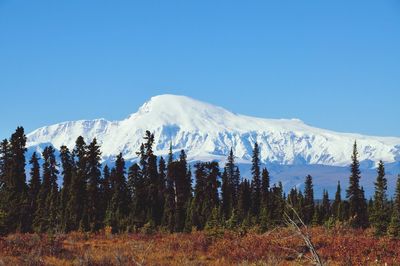 Scenic view of snowcapped mountains against clear blue sky