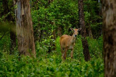 Deer in a forest