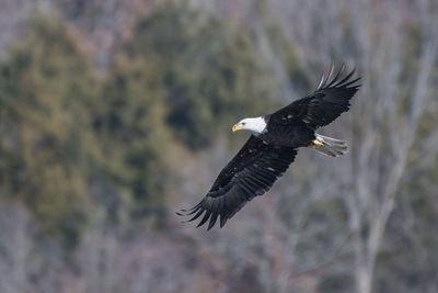 Bird flying over a blurred background