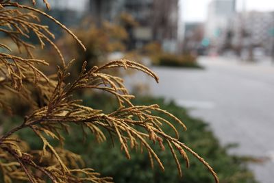 Close-up of leaves in city