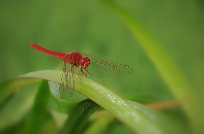 Close-up of dragonfly on leaf