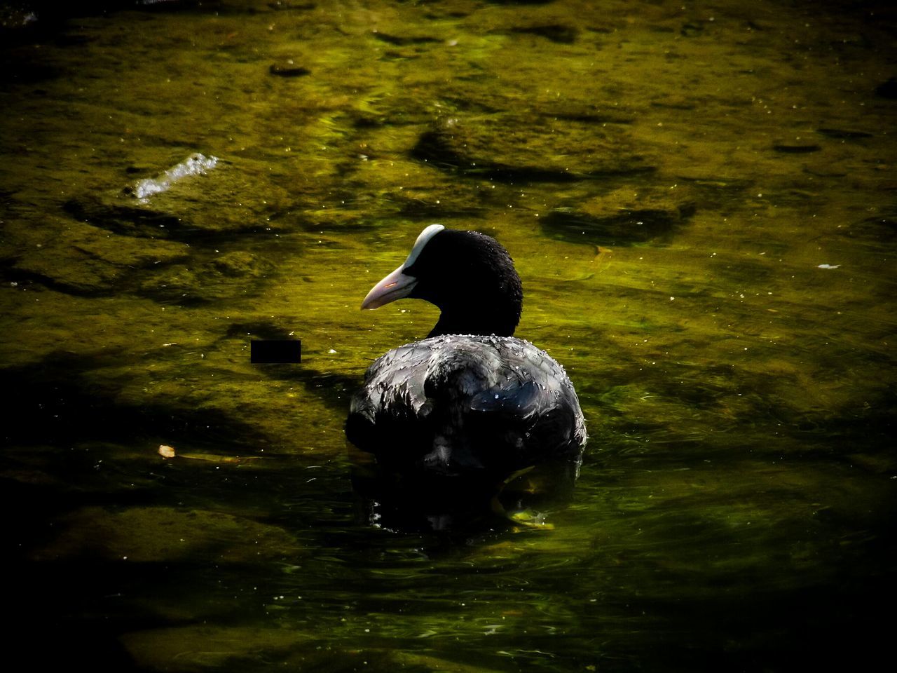 Black coot