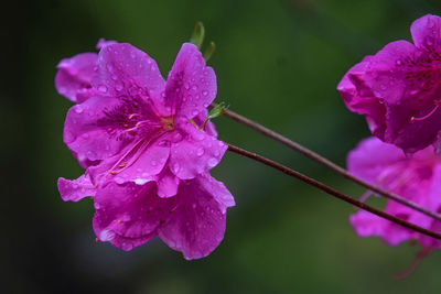 Close-up of water drops on pink flower