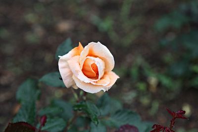 Close-up of orange rose flower