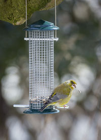 Close-up of bird perching on feeder