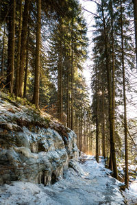 Snow covered trees in forest