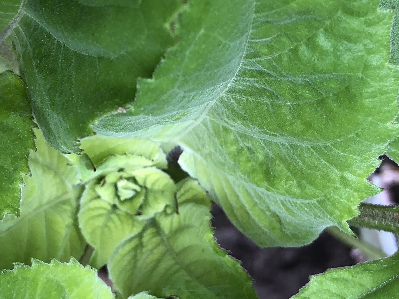 CLOSE-UP OF GREEN LEAVES