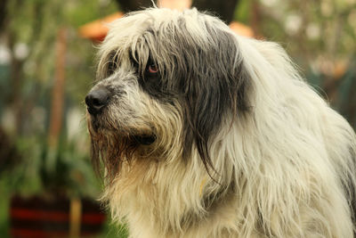 Close-up of a dog looking away