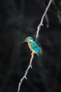 Kingfisher perching on a branch