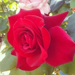 Close-up of pink rose