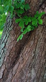 Close-up of ivy growing on tree trunk