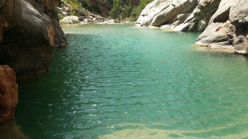 Swimming pool by trees