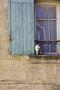 Cat looking through window