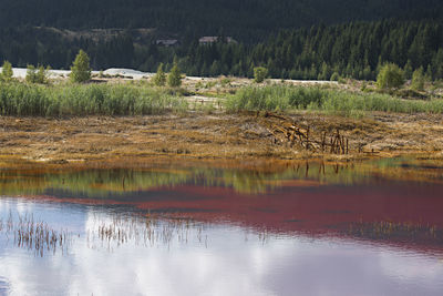 Scenic view of lake in forest