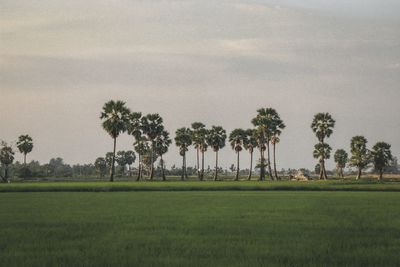Trees on field against sky