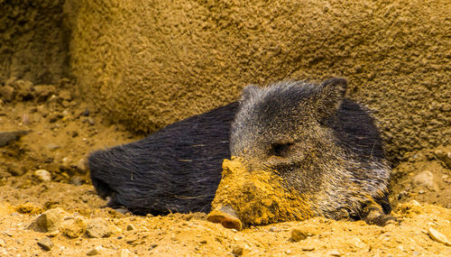 Close-up of an animal lying on sand