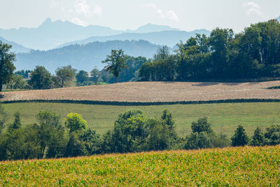 Scenic view of field against sky