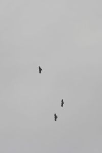 Low angle view of bird flying in sky