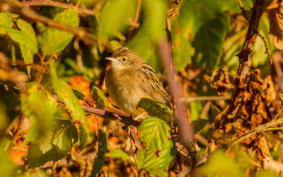 Close-up of bird perching on tree