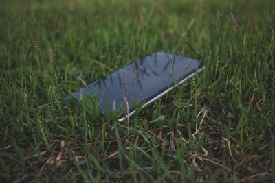 High angle view of grass on field