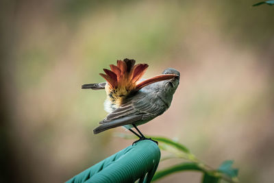 Close-up of a bird perching on a plant