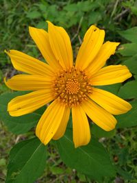 Close-up of yellow flower blooming outdoors