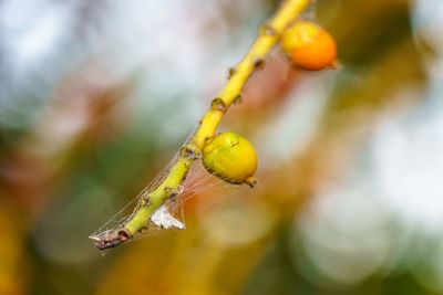 Close-up of fruit growing on tree