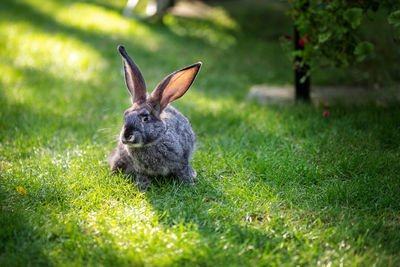Rabbit on grassy field