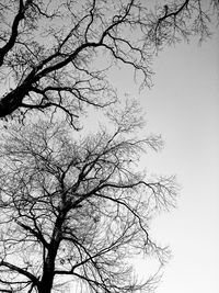 Low angle view of bare tree against clear sky