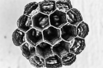 Close-up of honeycomb