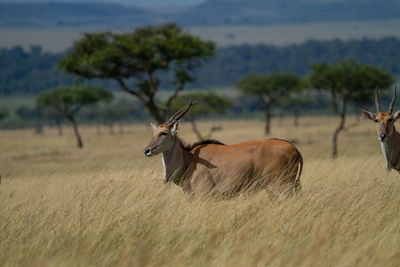 Eland , the largest antelope in the world, in a field of tall dry grass