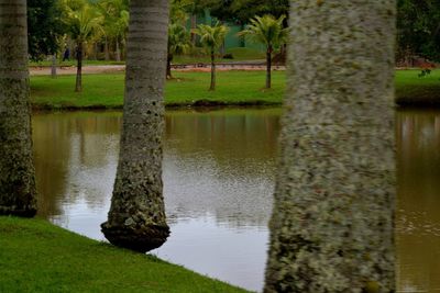 Reflection of trees in water