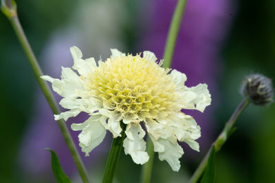 Close up of a cream pincushion flower in bloom