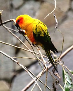 Close-up of parrot perching on branch