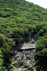 Scenic view of forest