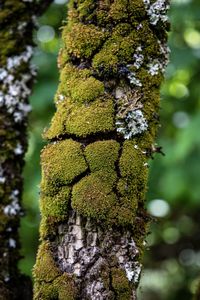 Close-up of moss growing on tree trunk