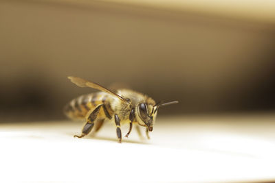 Close-up of honeybee on table