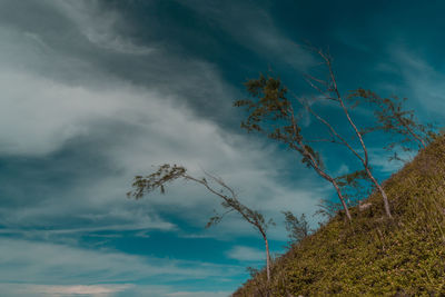 Low angle view of tree against sky