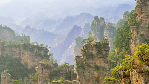 Panoramic view of trees and mountains